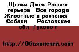 Щенки Джек Рассел терьера - Все города Животные и растения » Собаки   . Ростовская обл.,Гуково г.